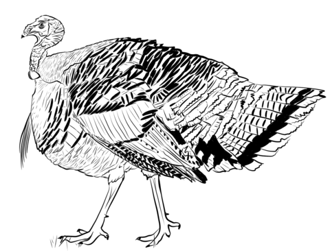 Realistic Turkey Coloring Page